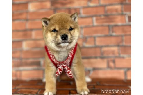 成約済の福岡県の豆柴-164602の4枚目