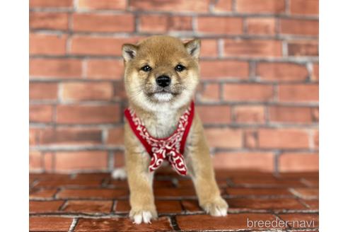 成約済の福岡県の豆柴-164602の5枚目