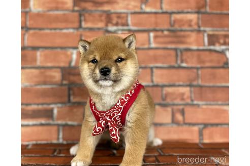 成約済の福岡県の豆柴-164602の6枚目