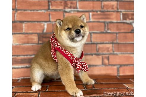 成約済の福岡県の豆柴-164602