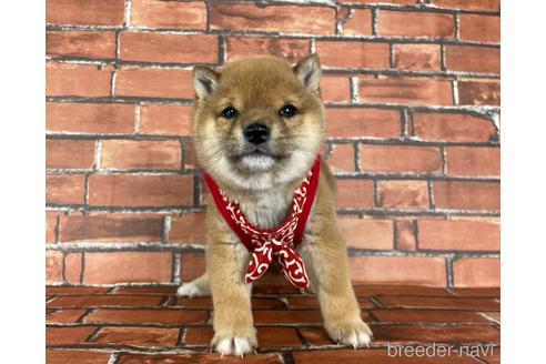 成約済の福岡県の豆柴-164602の7枚目