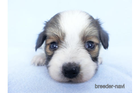 成約済の千葉県のパピヨン-164605の24枚目