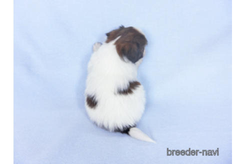 成約済の千葉県のパピヨン-164605の23枚目