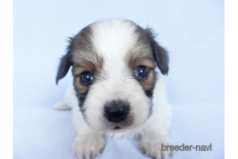 成約済の千葉県のパピヨン-164605の22枚目