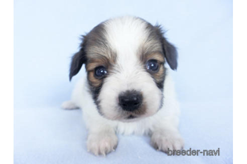 成約済の千葉県のパピヨン-164605の21枚目