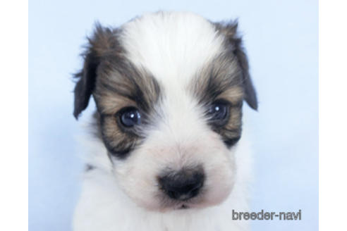 成約済の千葉県のパピヨン-164608の8枚目