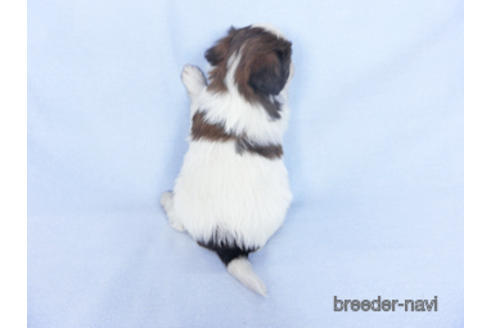 成約済の千葉県のパピヨン-164608の7枚目