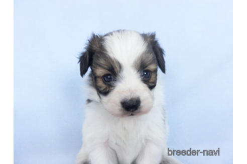 成約済の千葉県のパピヨン-164608の6枚目