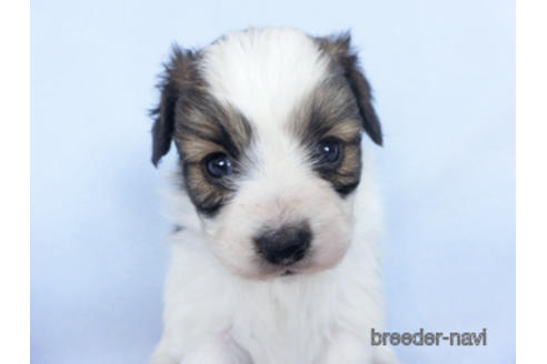 成約済の千葉県のパピヨン-164608の5枚目