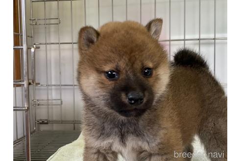 成約済の岡山県の柴犬-164609の2枚目