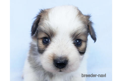 成約済の千葉県のパピヨン-164611の20枚目