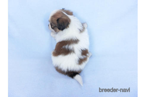 成約済の千葉県のパピヨン-164611の19枚目