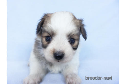 成約済の千葉県のパピヨン-164611の18枚目