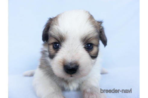 成約済の千葉県のパピヨン-164611の17枚目