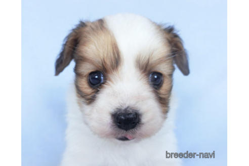 成約済の千葉県のパピヨン-164613の16枚目