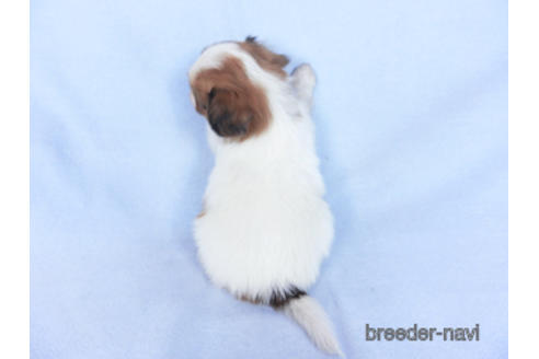 成約済の千葉県のパピヨン-164613の15枚目