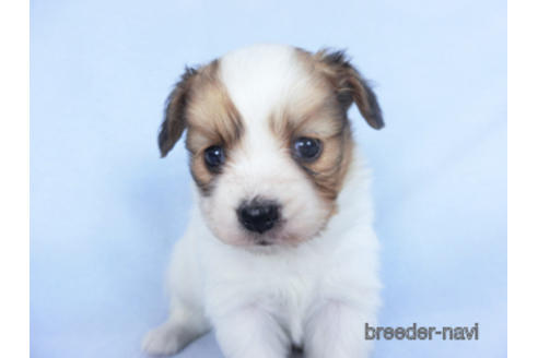 成約済の千葉県のパピヨン-164613の14枚目