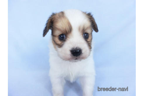 成約済の千葉県のパピヨン-164613の13枚目