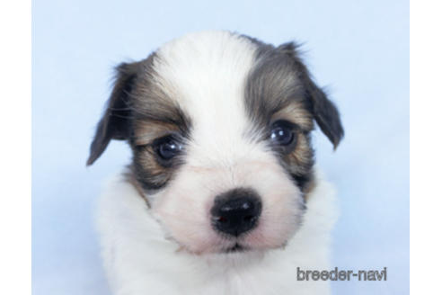 成約済の千葉県のパピヨン-164616の1枚目