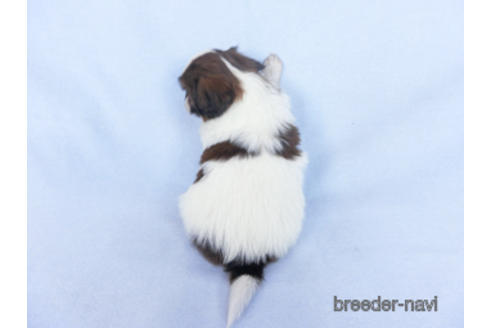 成約済の千葉県のパピヨン-164616の4枚目