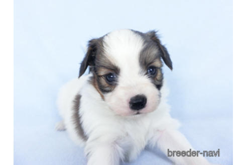 成約済の千葉県のパピヨン-164616の3枚目