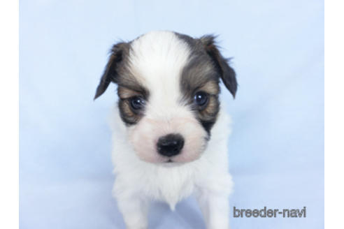 成約済の千葉県のパピヨン-164616の2枚目