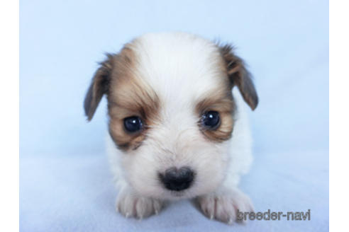 成約済の千葉県のパピヨン-164617の20枚目