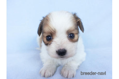 成約済の千葉県のパピヨン-164617の17枚目