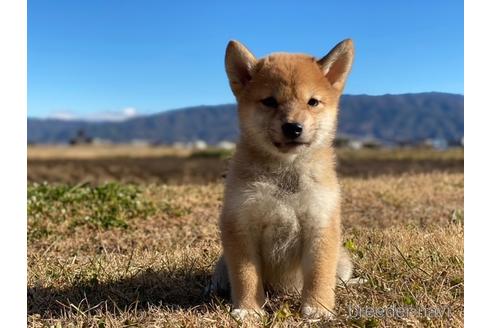 成約済の長野県の柴犬-164629の5枚目