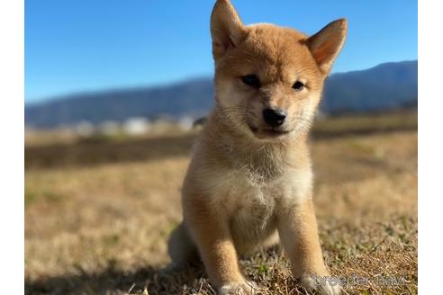 成約済の長野県の柴犬-164629の2枚目