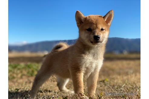 成約済の長野県の柴犬-164629の1枚目