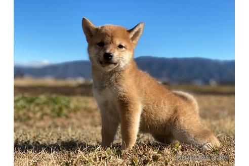 成約済の長野県の柴犬-164629の4枚目