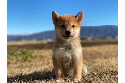 成約済の長野県の柴犬-164629の3枚目