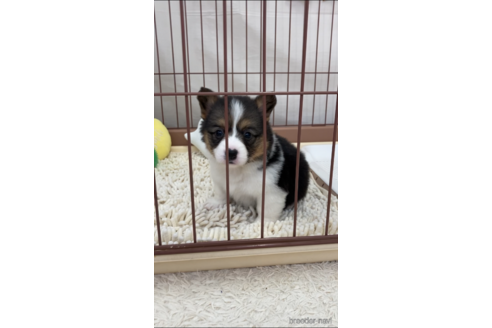 成約済の愛媛県のウェルシュコーギーペンブローク-161896の8枚目