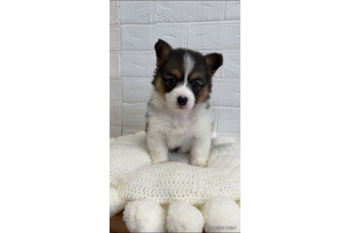 成約済の愛媛県のウェルシュコーギーペンブローク-161896の3枚目