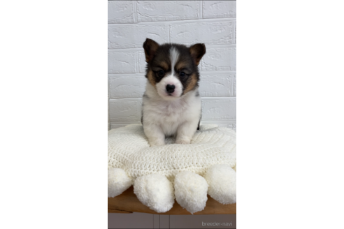 成約済の愛媛県のウェルシュコーギーペンブローク-161896の2枚目