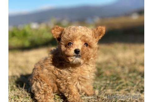 成約済の長野県のトイプードル-164636の1枚目