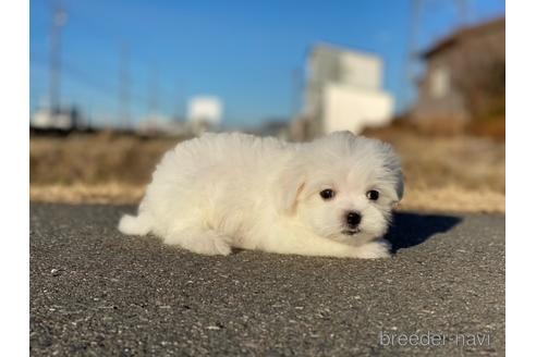 成約済の長野県のマルチーズ-164637の4枚目