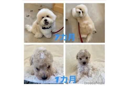 成約済の東京都のミックス犬-161295の83枚目