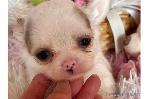 成約済の岐阜県のチワワ(ロングコート)-163503の21枚目