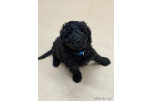 成約済の東京都のその他の犬種-160723の42枚目