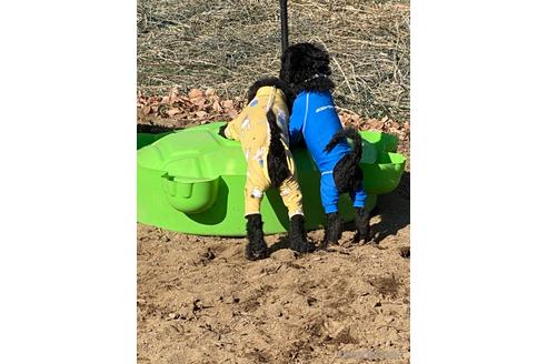 成約済の東京都のその他の犬種-164690の62枚目