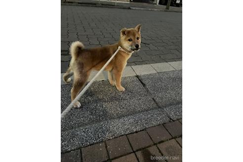 成約済の東京都の柴犬-157153の3枚目
