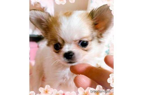 成約済の愛知県のチワワ(ロングコート)-164705の2枚目
