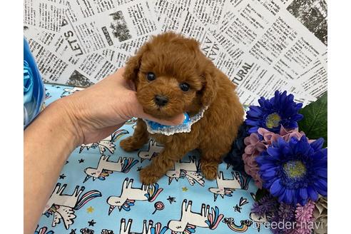 成約済の大阪府のティーカッププードル-164713の4枚目