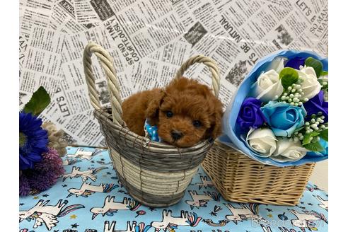 成約済の大阪府のティーカッププードル-164713の3枚目
