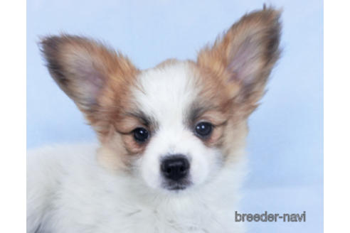 成約済の千葉県のパピヨン-161242の12枚目