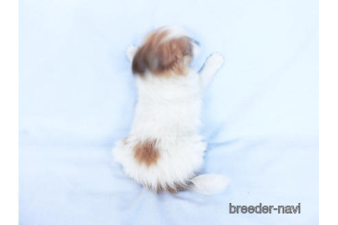 成約済の千葉県のパピヨン-161242の11枚目