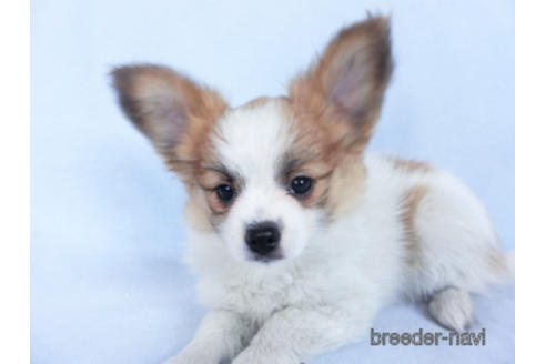 成約済の千葉県のパピヨン-161242の10枚目