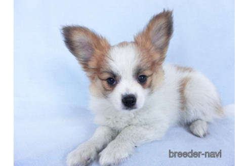 成約済の千葉県のパピヨン-161242の9枚目